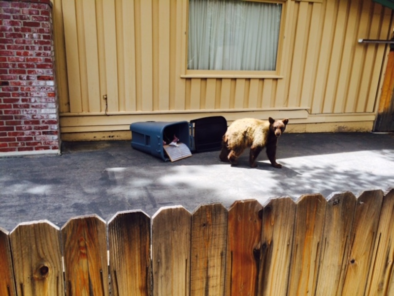 Illustration for article titled EXCLUSIVE BEAR PICTURES: Bear In A Hammock, Bear By A Trash Can